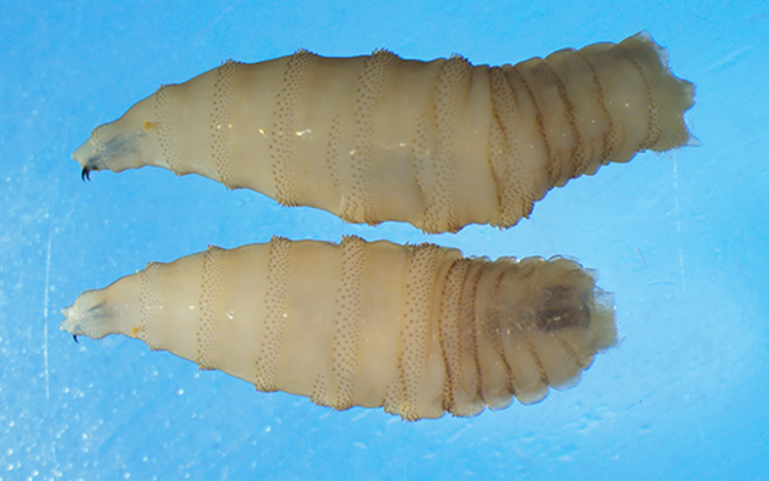 Greg Abbott Declara un Desastre Estatal por la Amenaza del Gusano Barrenador en Texas