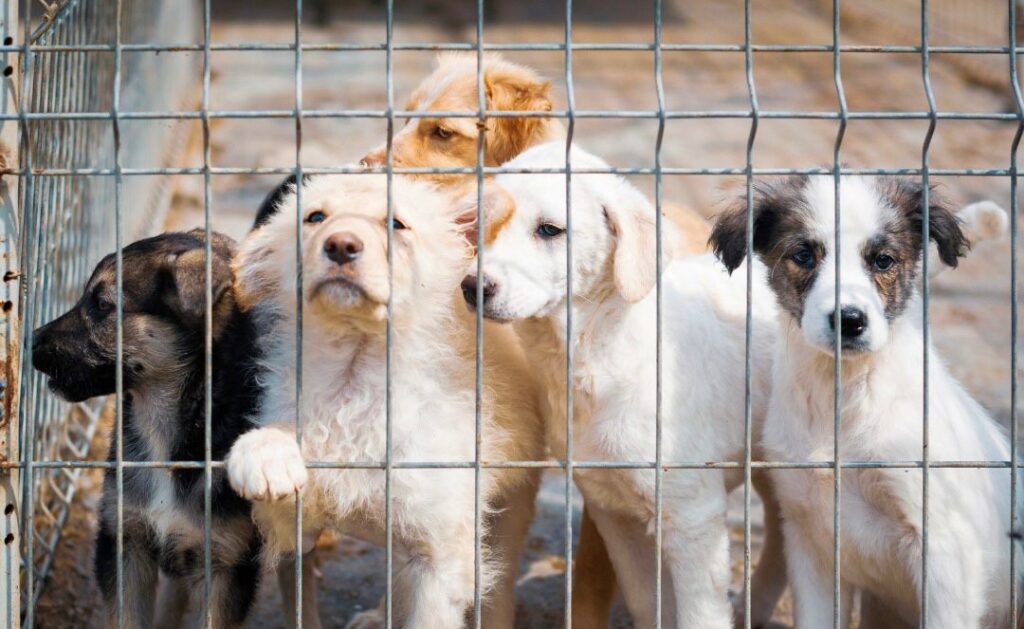 Nuevo Refugio De Animales En Clark County: ¡650 Mascotas Encontrarán Un Hogar!