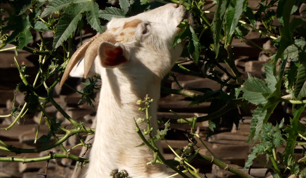 Cabras Contra Incendios: La Innovadora Solución De Sdg&Amp;E En San Diego - Noticias Notivalle Cabras Contra Incendios: La Innovadora Solución De Sdg&Amp;E En San Diego