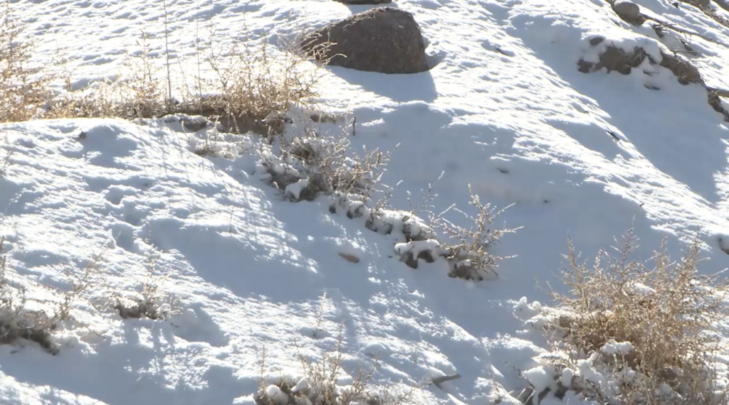 Tormenta Invernal En Albuquerque: 32 Accidentes Viales Y Lesiones Confirmadas