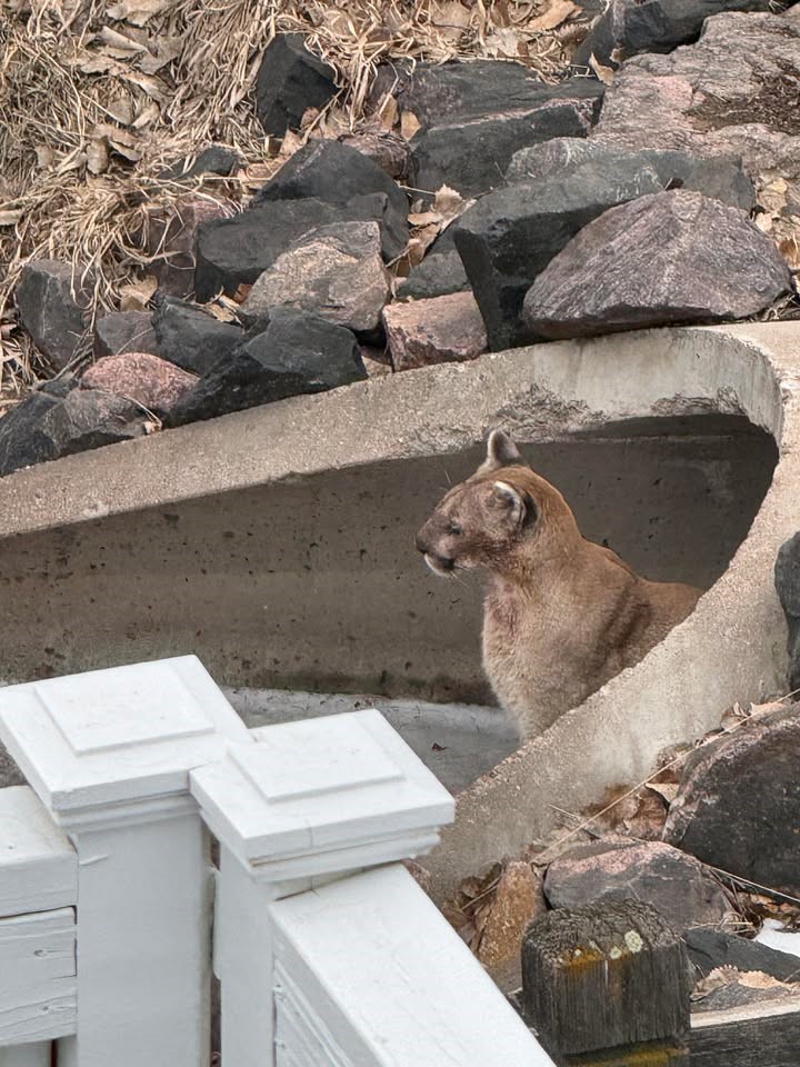 Alerta A Dueños De Mascotas: Pumas En Jefferson County Ponen En Riesgo A Animales Domésticos