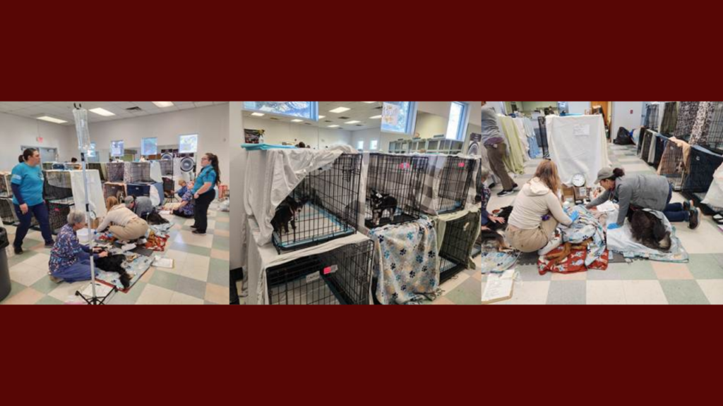 Bienestar Animal De Albuquerque Lanza El Primer Spay And Neuter Blitz De 2026 Para Combatir La Sobrepoblación Animal