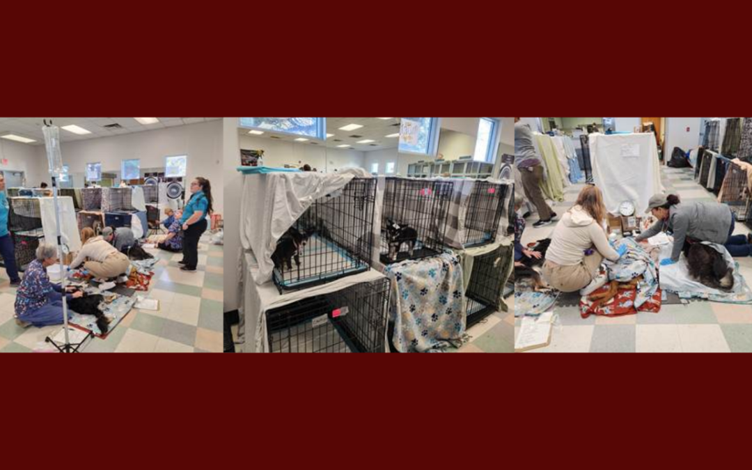 Bienestar Animal de Albuquerque Lanza el Primer Spay and Neuter Blitz de 2026 para Combatir la Sobrepoblación Animal