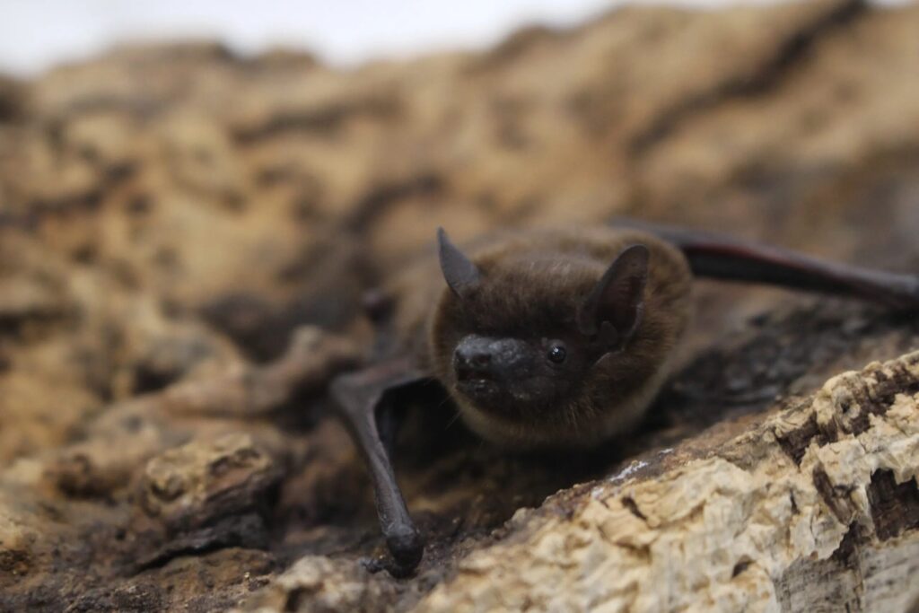 Descubrimiento Del Raro Murciélago Vespertino En El Norte De Colorado