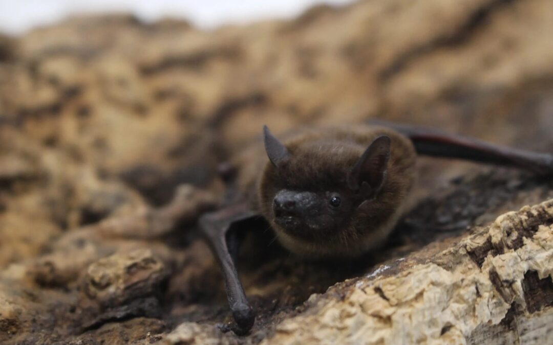 Descubrimiento del Raro Murciélago Vespertino en el Norte de Colorado