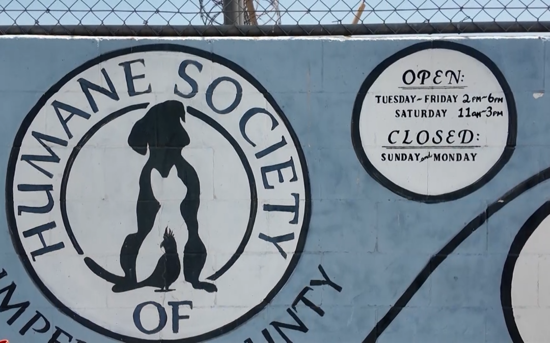 Festival de Mascotas en Imperial: ¡Apoya a la Sociedad Protectora de Animales del Condado Imperial!