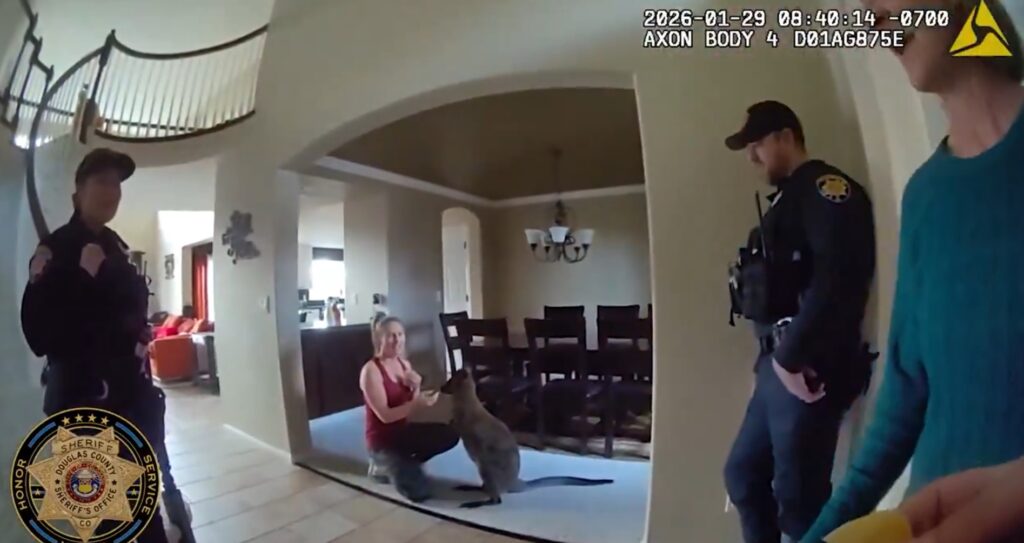 Canguro Confundido En Highlands Ranch Resulta Ser Un Wallaby Famoso - Noticias Notivalle Canguro Confundido En Highlands Ranch Resulta Ser Un Wallaby Famoso