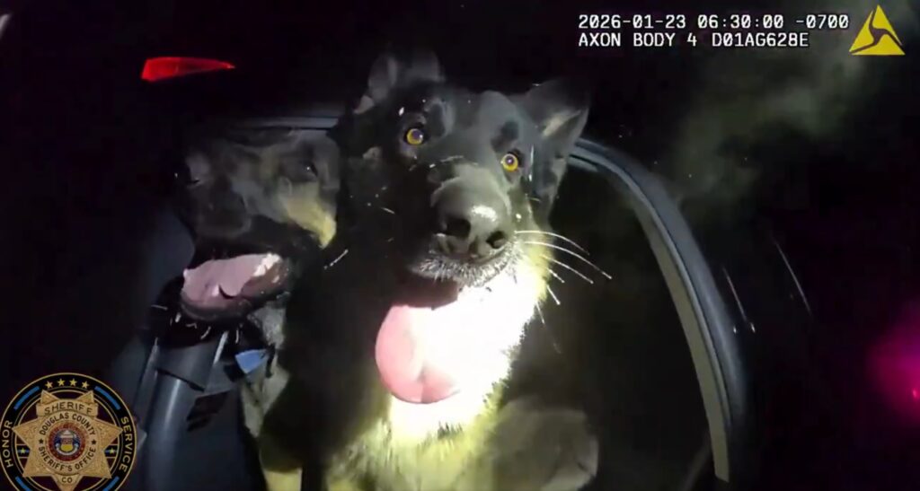 Douglas County: Alguacil Localiza A Tres Pastores Alemanes Perdidos - Noticias Notivalle Douglas County: Alguacil Localiza A Tres Pastores Alemanes Perdidos