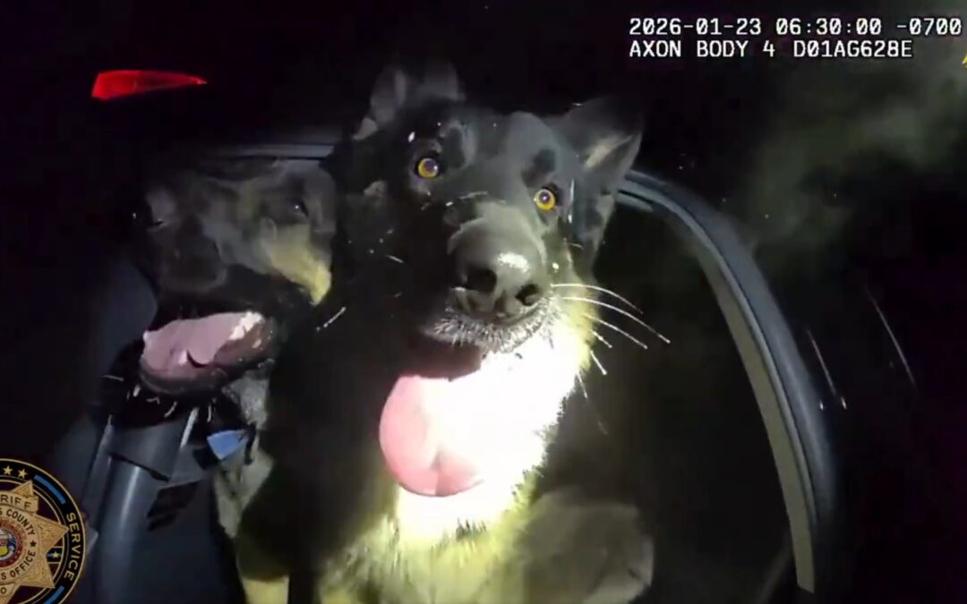 Douglas County: Alguacil Localiza a Tres Pastores Alemanes Perdidos