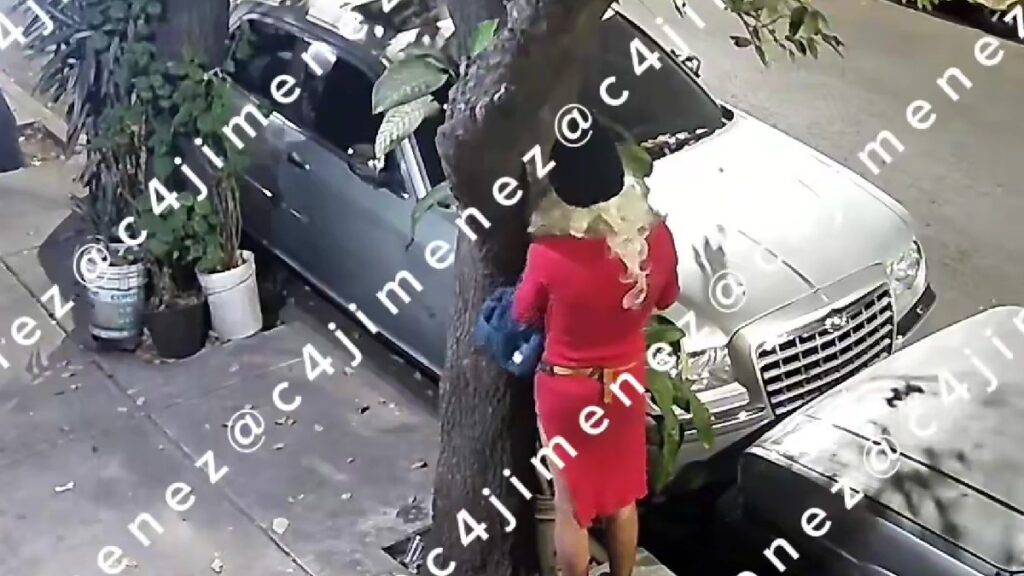 Robo Peculiar: Hombre Disfrazado De Mujer Con Peluca Rubia Para Sustraer Una Planta - Noticias Notivalle Robo Peculiar: Hombre Disfrazado De Mujer Con Peluca Rubia Para Sustraer Una Planta