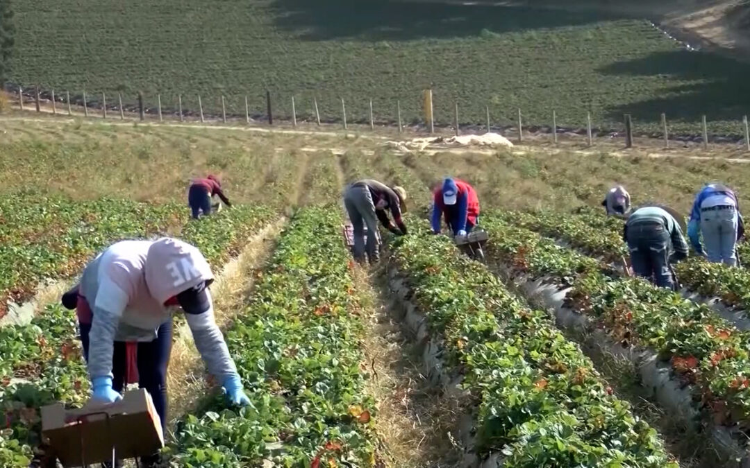 Mala calidad del aire pone en riesgo a trabajadores agrícolas en el Valle de Coachella