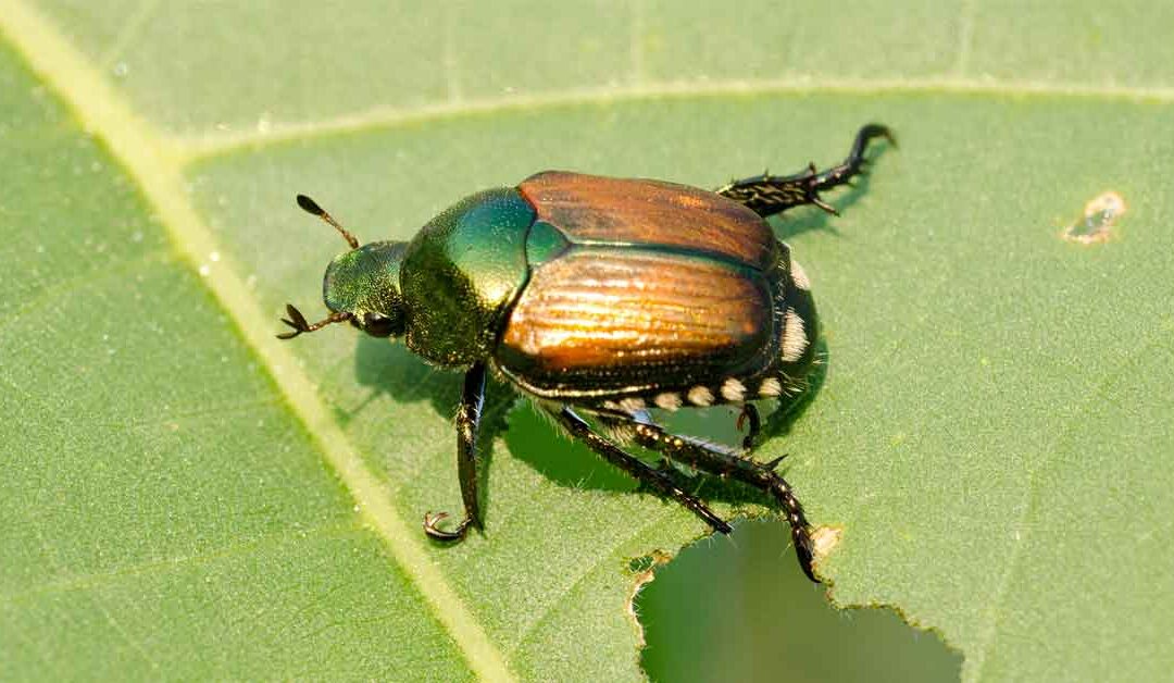 El escarabajo japonés: Un respiro ligero tras el invierno seco en Colorado
