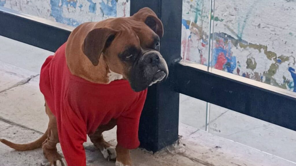Chato: El Valiente Perrito Bóxer Que Se Convirtió En Guardián De Una Estación De Ruta En Puebla - Noticias Notivalle Chato: El Valiente Perrito Bóxer Que Se Convirtió En Guardián De Una Estación De Ruta En Puebla