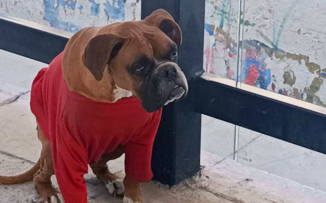 Chato: El valiente perrito bóxer que se convirtió en guardián de una estación de RUTA en Puebla