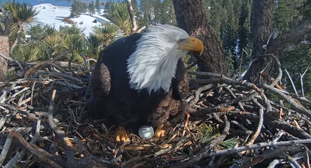 Nueva esperanza en Big Bear: Jackie pone otro huevo tras dura pérdida