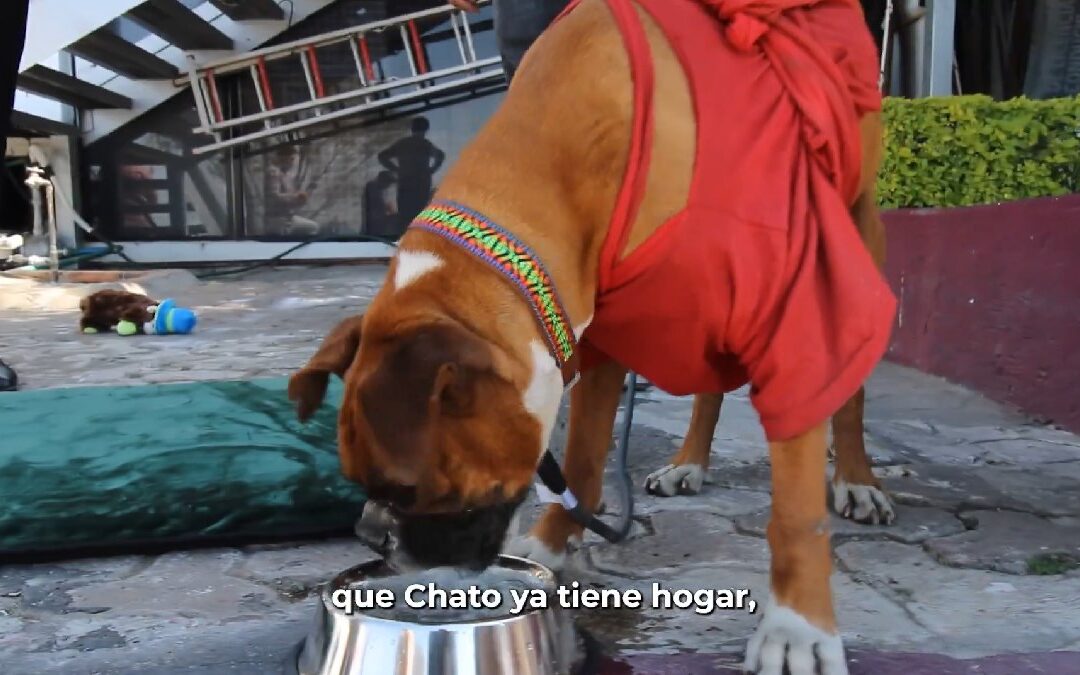 Chato, el bóxer de RUTA Puebla, encuentra una familia en la Secretaría de Movilidad