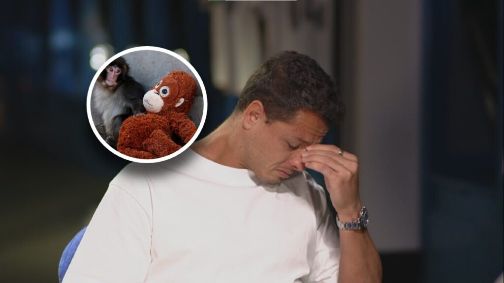 Chicharito Llorando: Su Comparación Emocional Con El Mono Viral 'Punch' - Noticias Notivalle Chicharito Llorando: Su Comparación Emocional Con El Mono Viral ‘Punch’