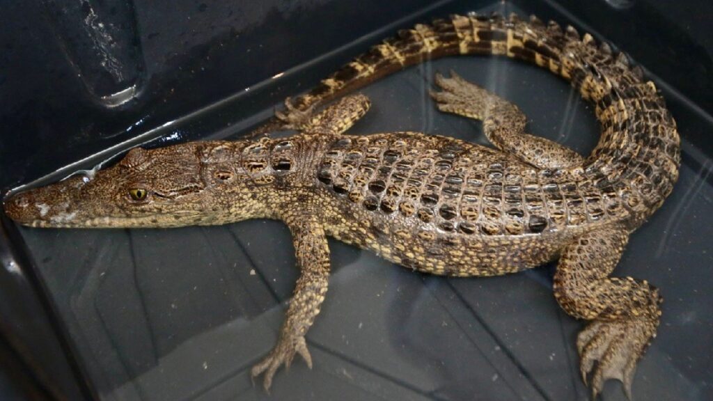 Presa Palo Blanco En Ramos Arizpe: Acceso Restringido Por Posible Cocodrilo