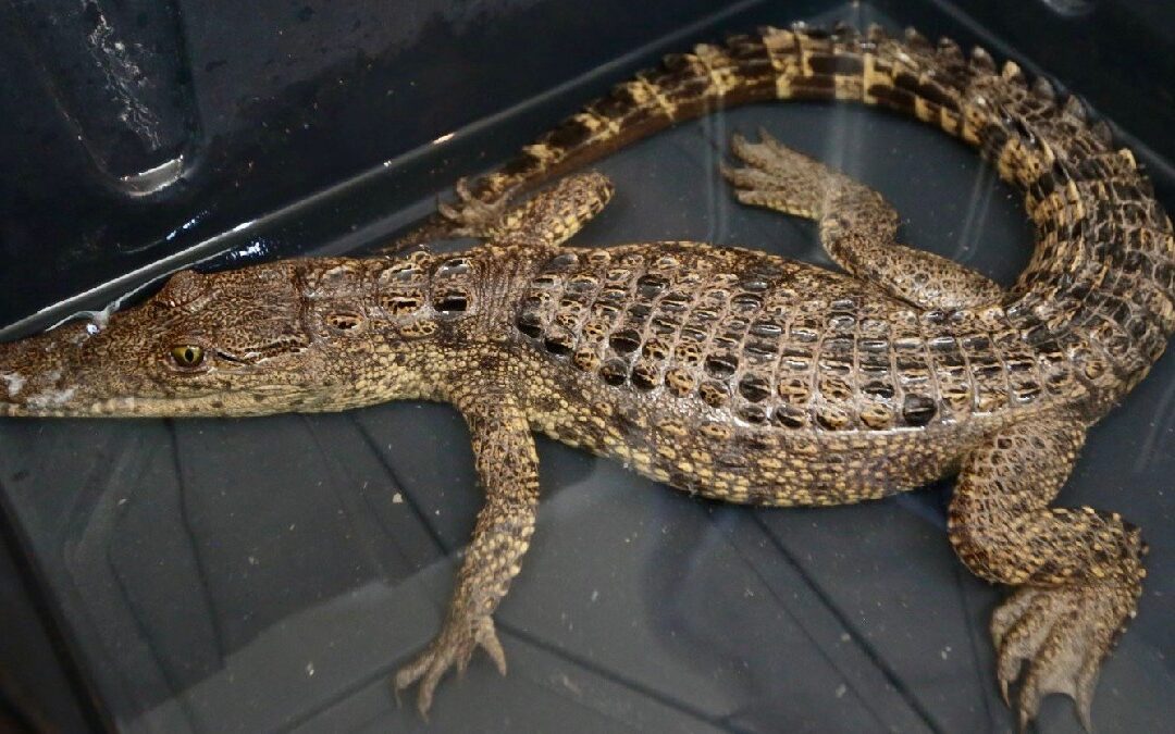 Presa Palo Blanco en Ramos Arizpe: Acceso Restringido por Posible Cocodrilo