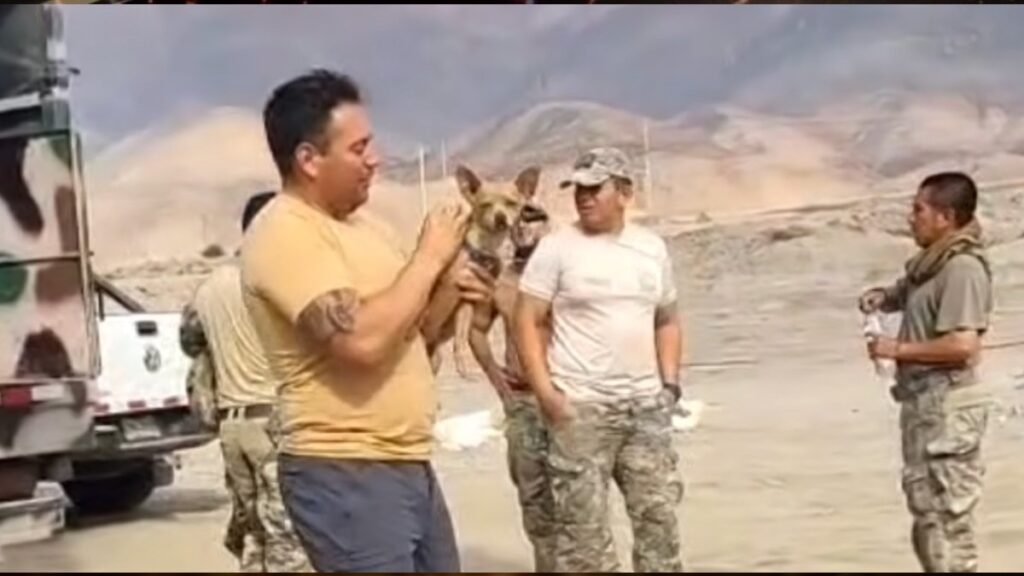 Trágico Desplome De Helicóptero: 15 Muertos Y Un Chihuahua Sobreviviente