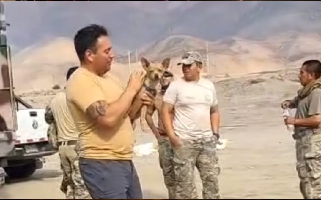 Trágico desplome de helicóptero: 15 muertos y un chihuahua sobreviviente