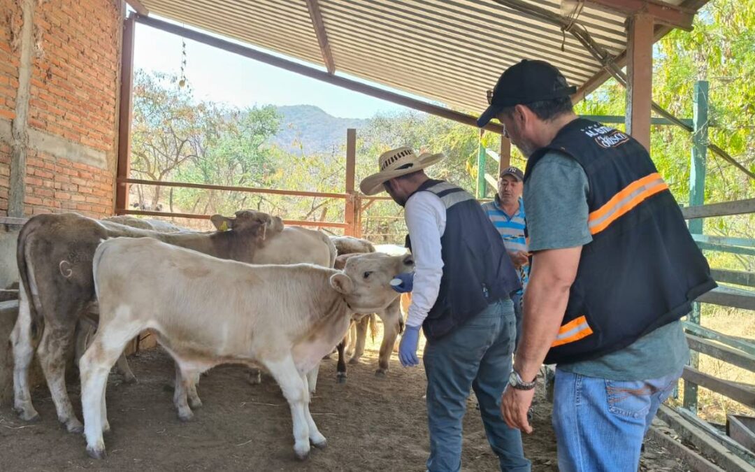 Alerta Sanitaria en Jalisco: 6 Casos de Gusano Barrenador Confirmados en Diversos Municipios