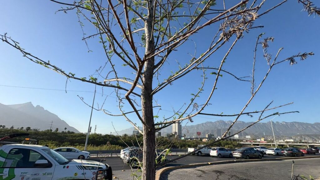 Los Árboles De Constitución Reverdecen En Marzo Para El Mundial 2026 En Monterrey