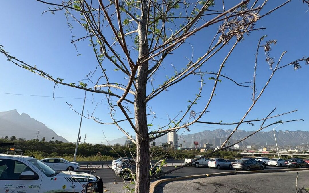 Los Árboles de Constitución Reverdecen en Marzo para el Mundial 2026 en Monterrey