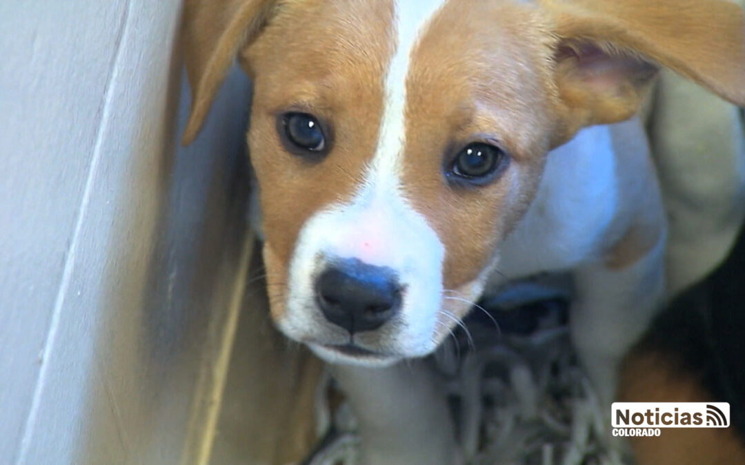 Colorado Avanza Hacia la Prohibición de Criaderos Comerciales para Proteger a las Mascotas