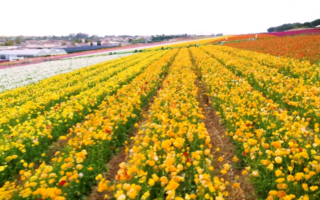 Los Flower Fields de Carlsbad Ranch: ¡La Primavera Resplandece en San Diego!