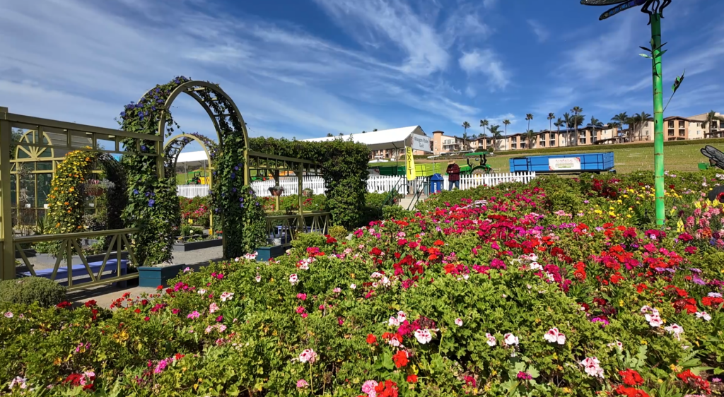 80 Millones De Flores Transforman Carlsbad En El Destino Primaveral Más Colorido De California