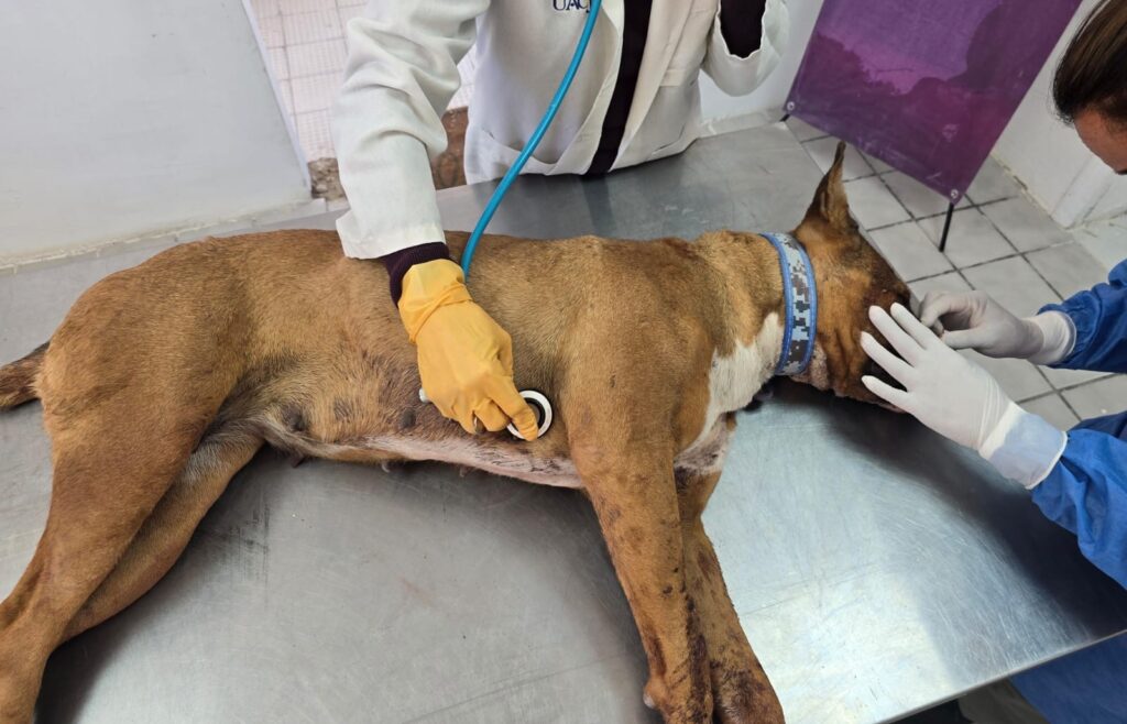 Rescate De Perros En Ciudad Juárez: Daba Actúa Tras Ataque Armado En Parajes De San Isidro