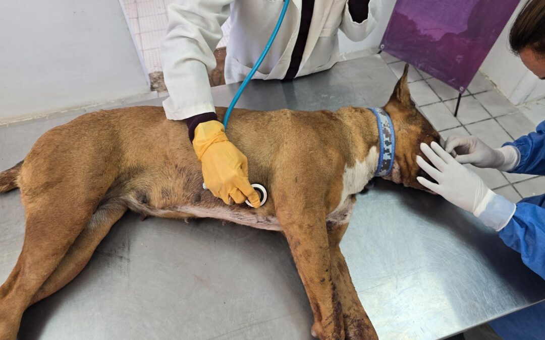 Rescate de Perros en Ciudad Juárez: DABA Actúa Tras Ataque Armado en Parajes de San Isidro