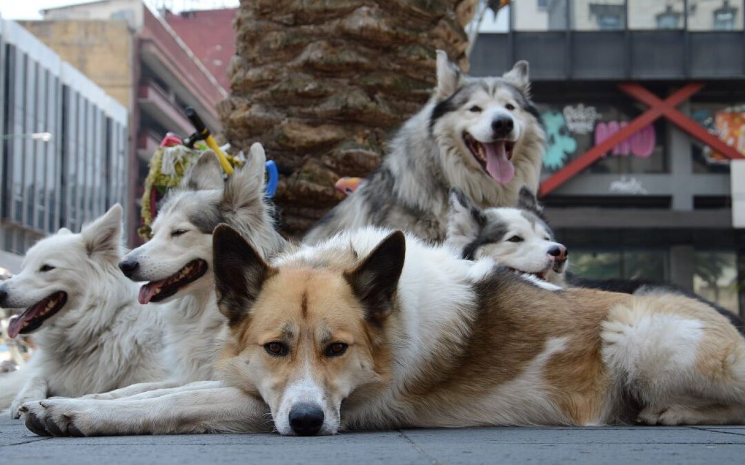 Propuesta del Congreso: Hasta 36 Horas de Arresto por Pasear a tu Perro sin Correa