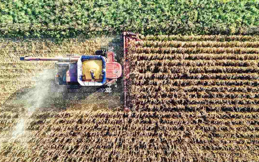 Día Mundial del Campo 2026: Celebración y Conmemoración en México