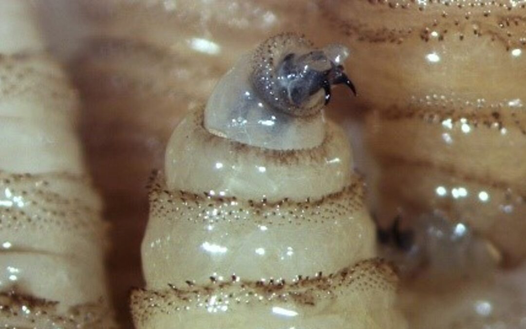 Gusano Barrenador: Lista de Municipios Afectados en Jalisco y Riesgos en el Consumo de Carne