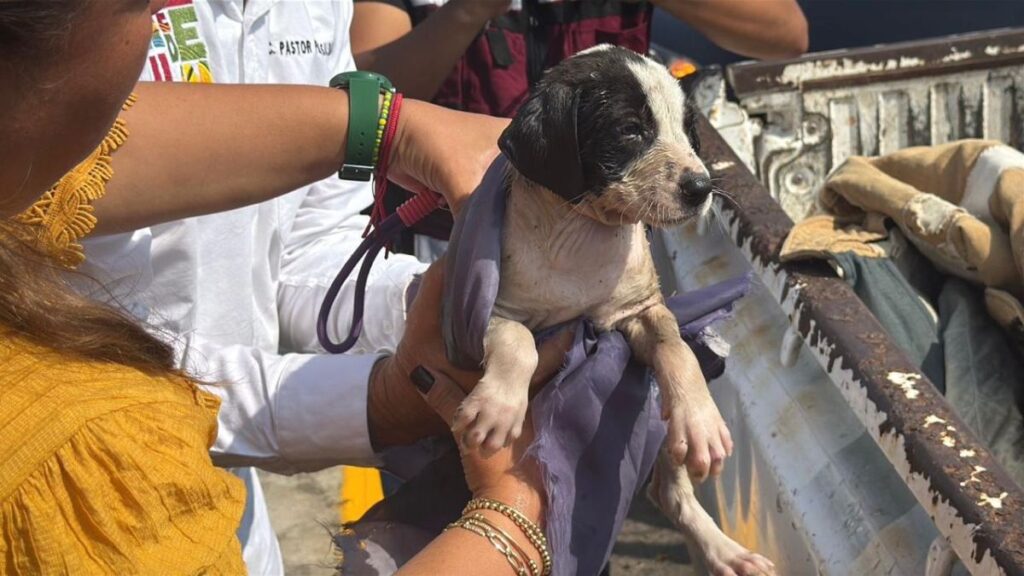 Urgente: Perrito En Veracruz Lanzado A Arroyo Busca A Sus Rescatistas