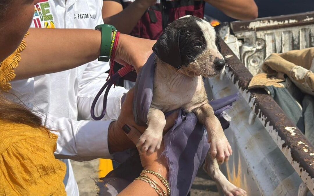 Urgente: Perrito en Veracruz Lanzado a Arroyo Busca a sus Rescatistas