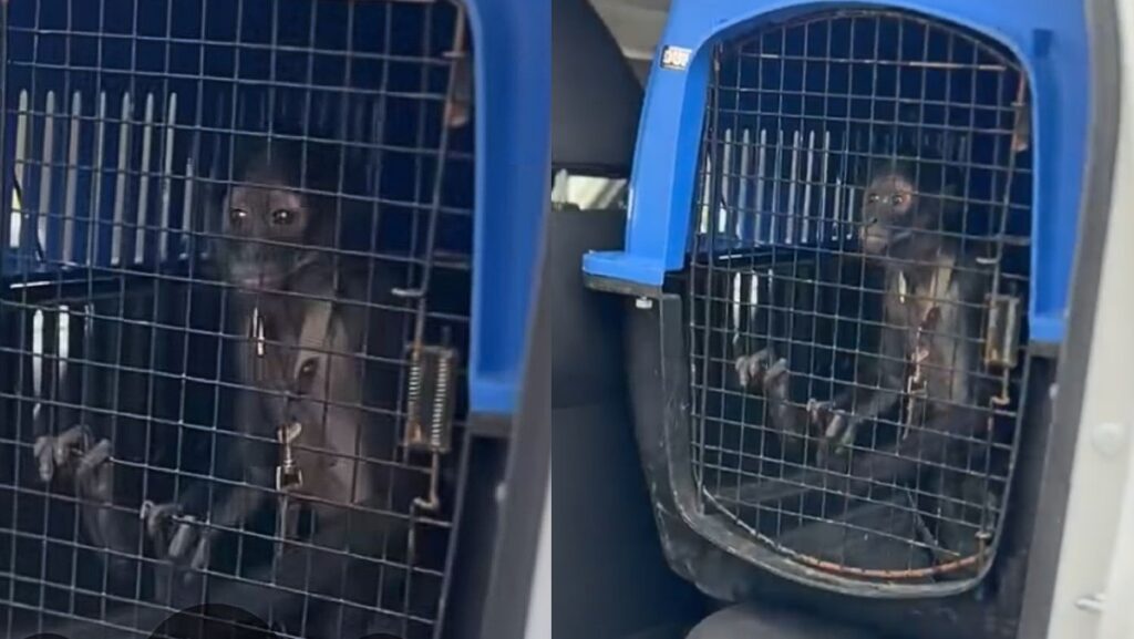 Rescate De Mono Araña En Escobedo, Nuevo León: Un Llamado A La Protección De Fauna Silvestre