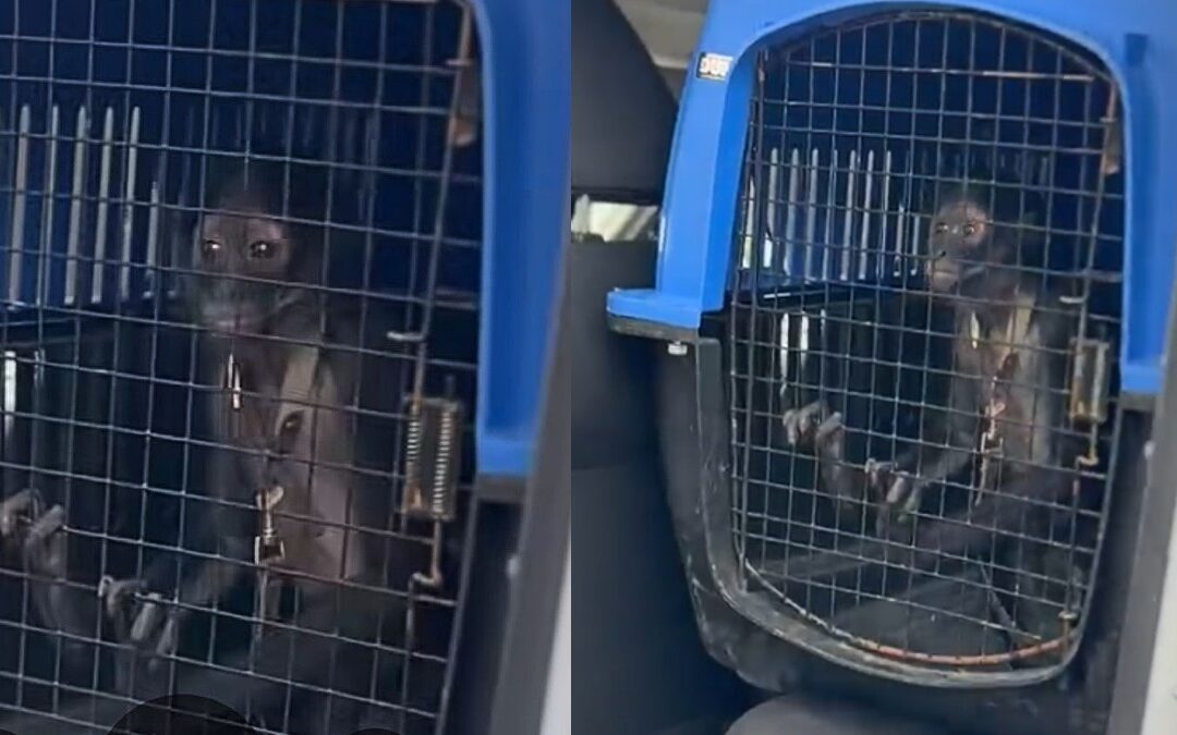 Rescate de Mono Araña en Escobedo, Nuevo León: Un Llamado a la Protección de Fauna Silvestre