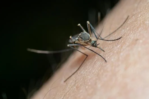 Vigilancia de Mosquitos: El Distrito de Salud del Sur de Nevada Acelera Medidas de Prevención ante Condiciones Climáticas Favorables