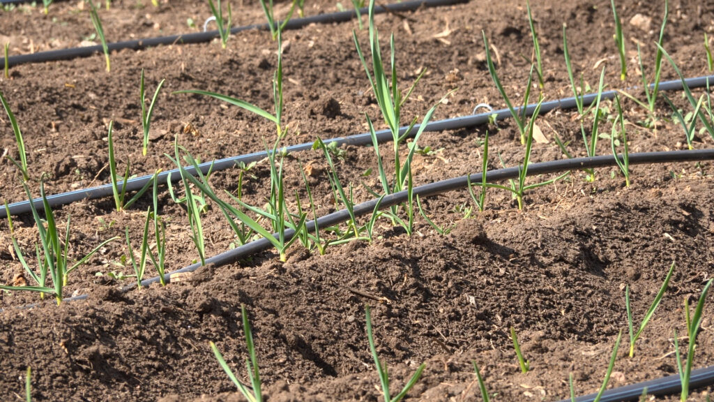 La Sequía Invernal Impacta A Comunidades De Colorado: Respuesta De Sequía En Marcha