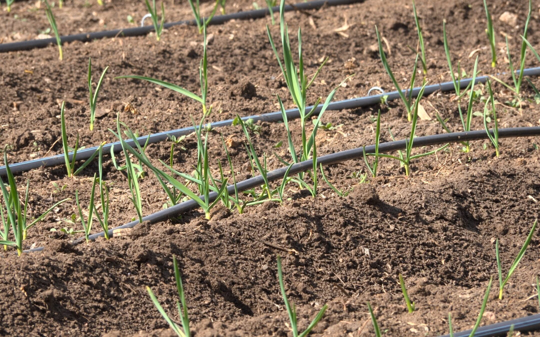La sequía invernal impacta a comunidades de Colorado: Respuesta de sequía en marcha
