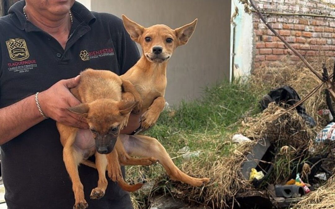 Tlaquepaque enfrenta la crueldad animal: Rescatan 21 perritos abandonados sin agua ni comida