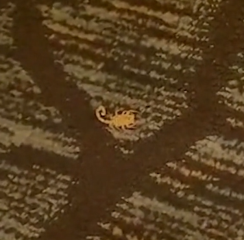 Picadura de escorpión en hotel Silver Sevens de Las Vegas: batalla legal por seguridad de los huéspedes