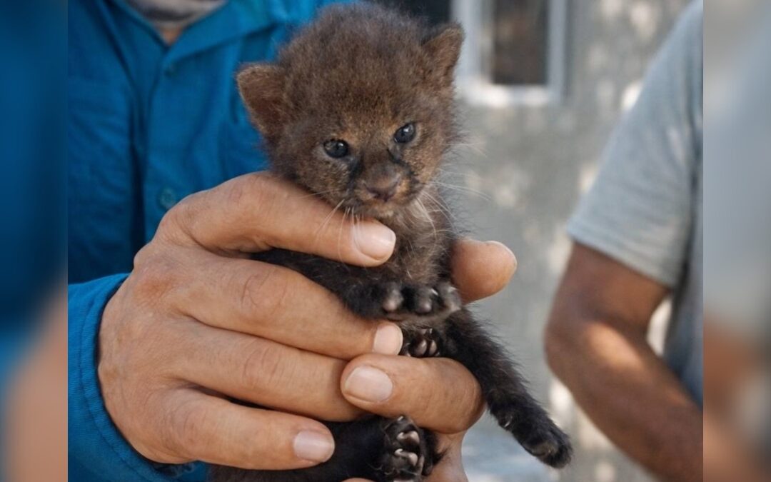 Rescate de jaguarundí: Salvando a un cachorro solitario en Veracruz