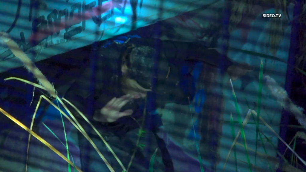 Persecución Policíaca En San Diego: Capturan A Sospechoso De Camioneta Robada Tras Accidente