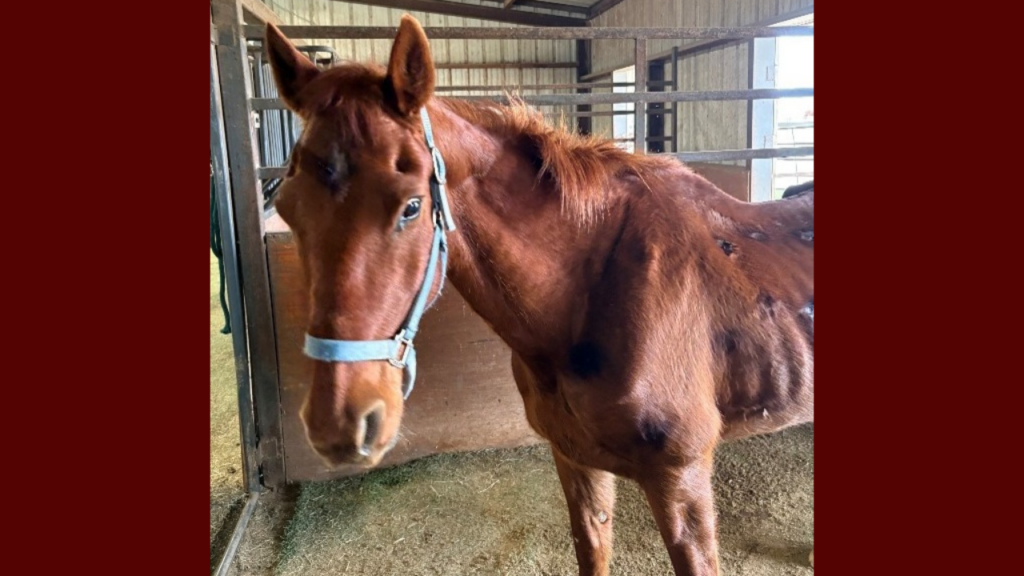 Oficina Del Alguacil De Lubbock Busca Dueño De Caballo Encontrado En El Condado - Noticias Notivalle Oficina Del Alguacil De Lubbock Busca Dueño De Caballo Encontrado En El Condado
