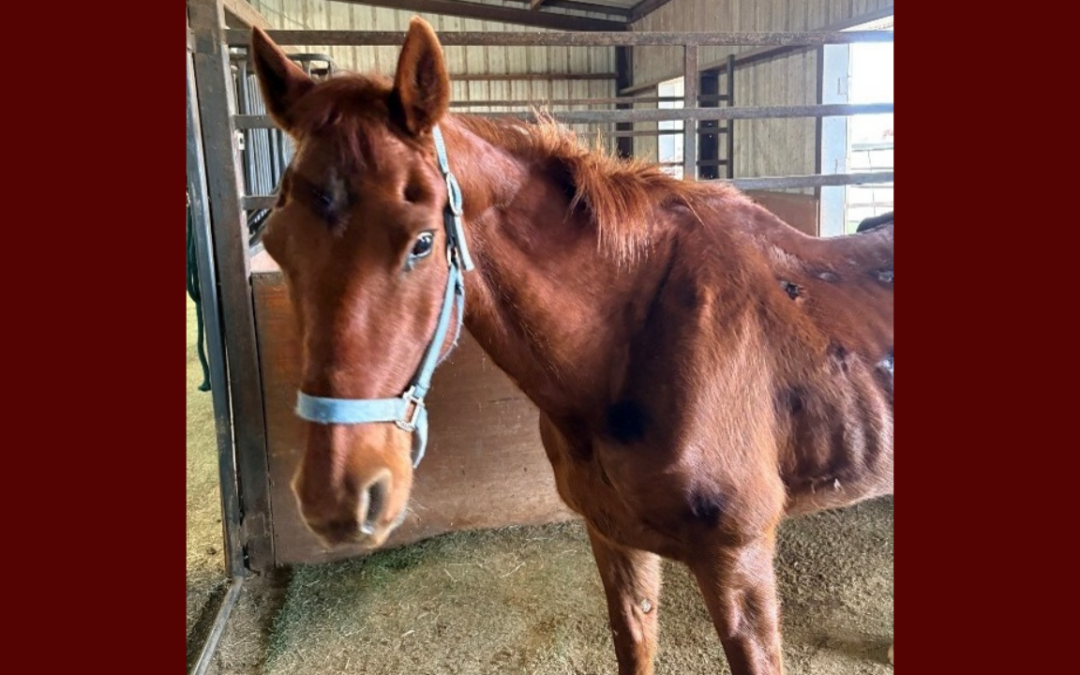 Oficina del Alguacil de Lubbock Busca Dueño de Caballo Encontrado en el Condado