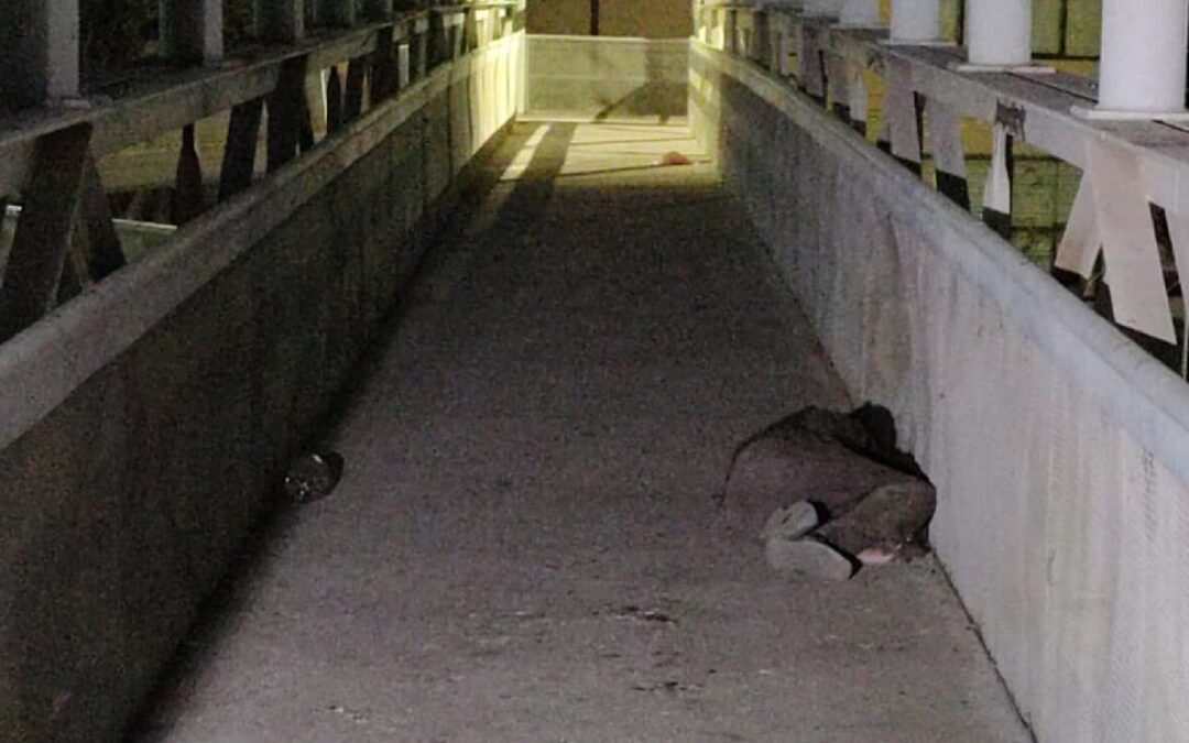 Facultad de Odontología: Estudiantes Denuncian Agresiones de Indigentes en Puente Peatonal